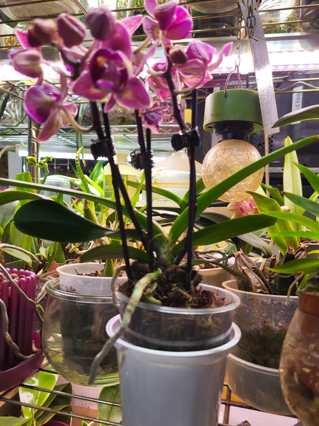 Customer photo review of Pelorische Orchidee Table Dance Chamonix mit weinroten Blüten und 2+ Rispen