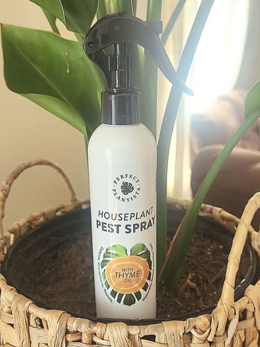 Customer photo review of Houseplant Pest Spray