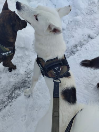 Customer photo review of Walk Leash Black Edition Khaki - Säkert nylonkoppel i olika längder