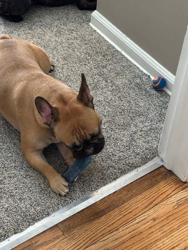 Customer photo review of Strawberry Yak Chews