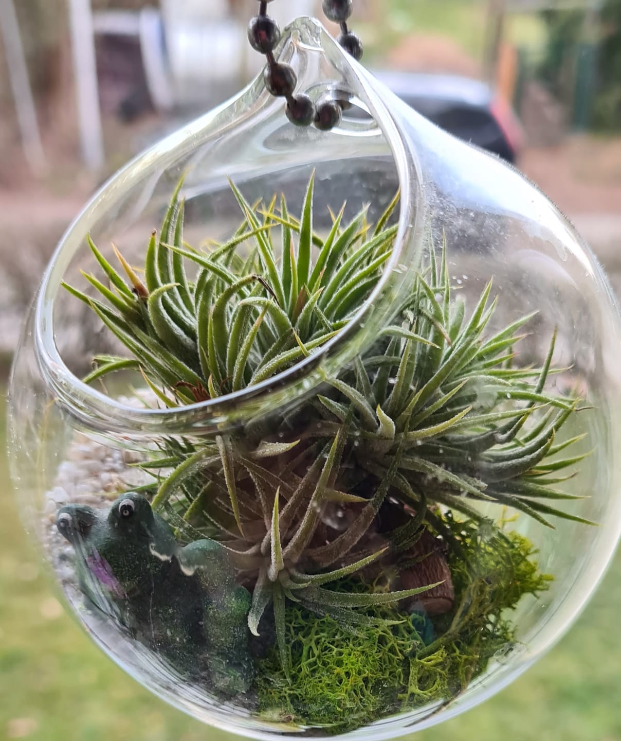 Customer photo review of Tillandsia ionantha 'mexico' - PULK