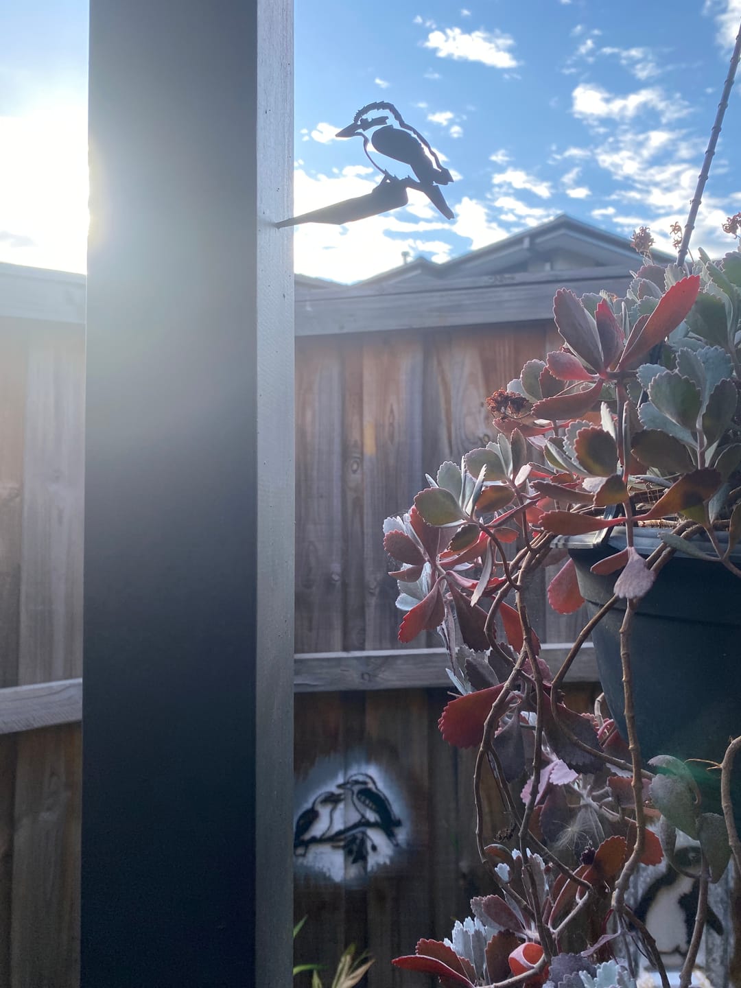 Customer photo review of Mini Kookaburra