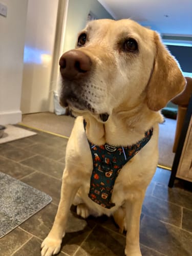 Customer photo review of Tough Trails™ Harness - Hello Autumn