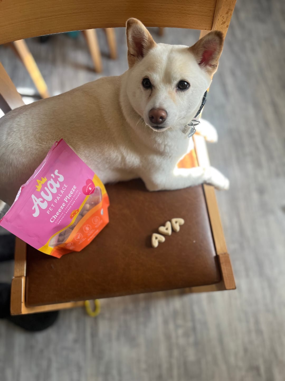Customer photo review of Organic Baked Dog Treats - Cheeze Pleeze