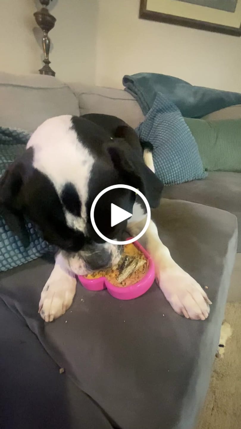 Customer video review of FreezHeart - Durable Heart Enrichment Chew