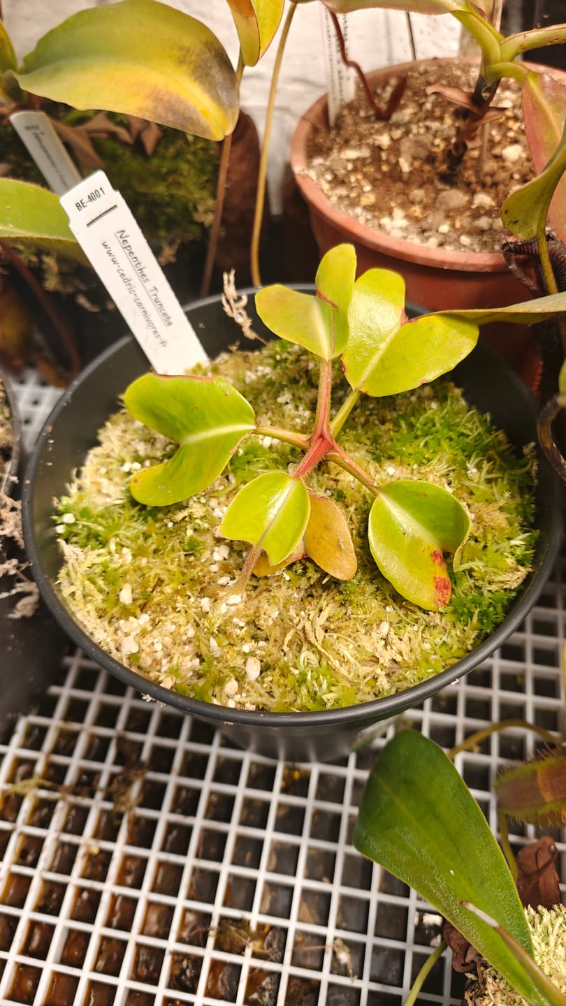 Customer photo review of Sphaxx (Indoor Grown Sphagnum)