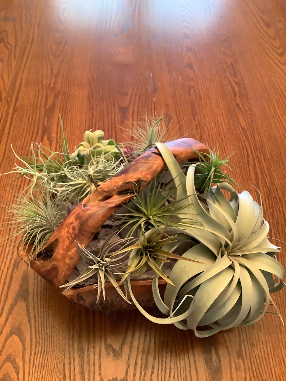 Customer photo review of 15 Pack Premium Air Plants Mix  *Cannot Be Shipped Internationally*