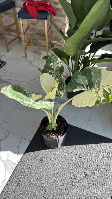 Customer photo review of Alocasia Macrorrhiza Variegata, Collectors Rare And Exotic.