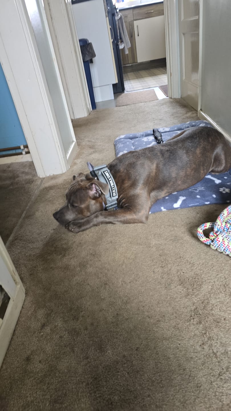 Customer photo review of 5cm Combat® Collar | With Handle & Secure Clip - Metal Grey