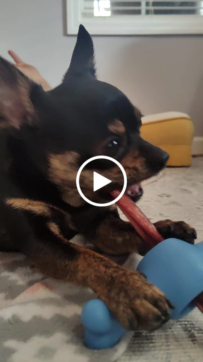 Customer video review of Regular Bully Sticks