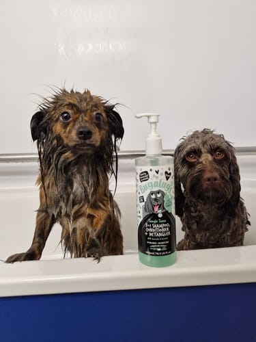 Customer photo review of 3 in 1 Tangle Tame Dog Shampoo, Conditioner & Detangler