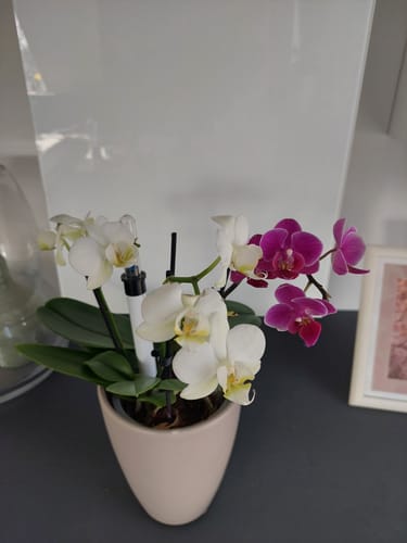 Customer photo review of Duftorchidee Love Potion mit lila Blüten und 2 Rispen