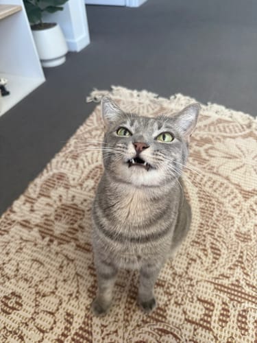 Customer photo review of 3 Month Supply - 2 Cats