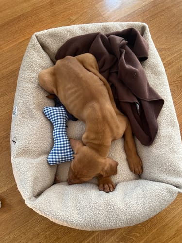 Customer photo review of Divanetto Boucle Teddy Panna