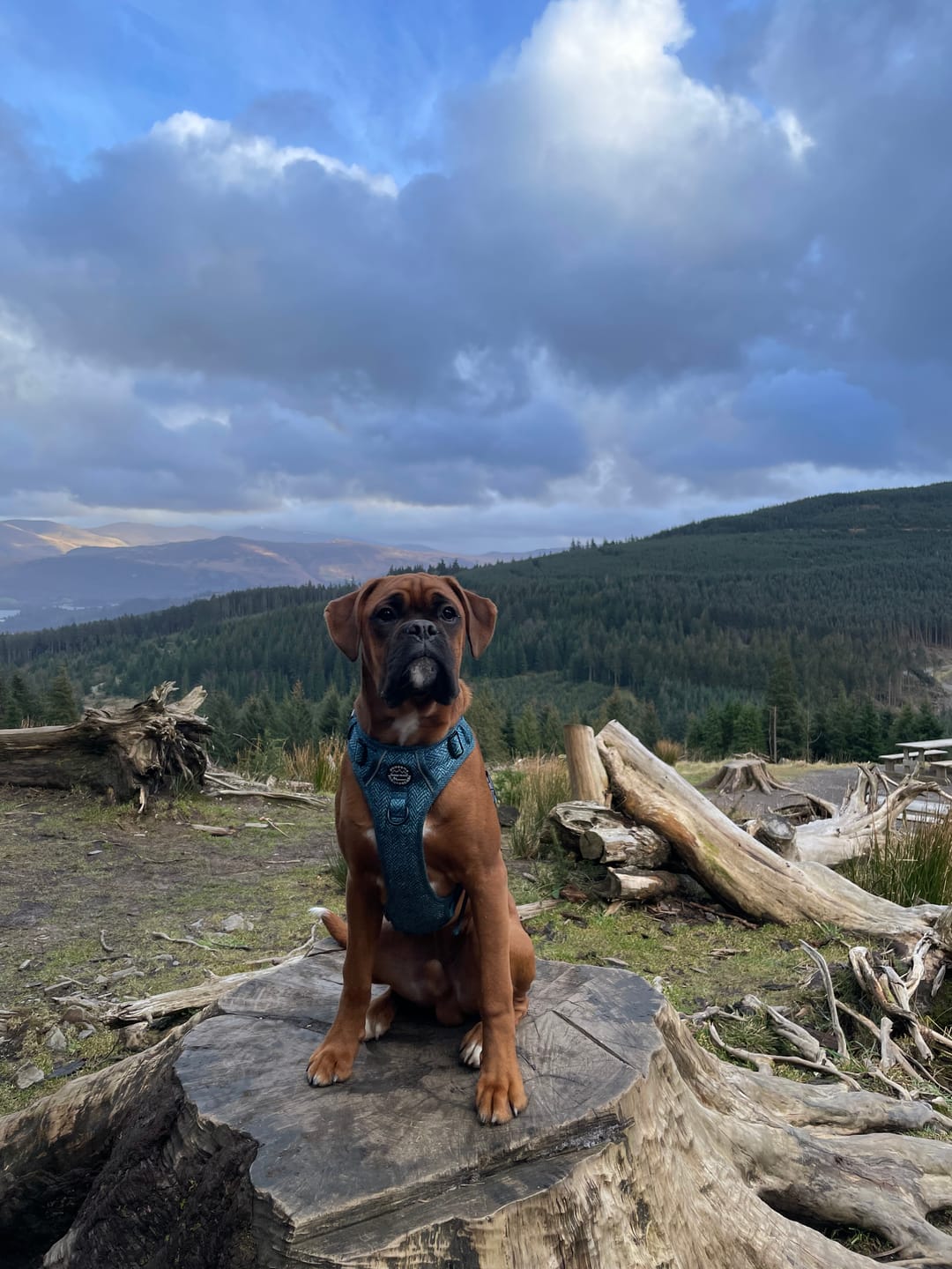 Customer photo review of Tough Trails™ Harness - Country Teal