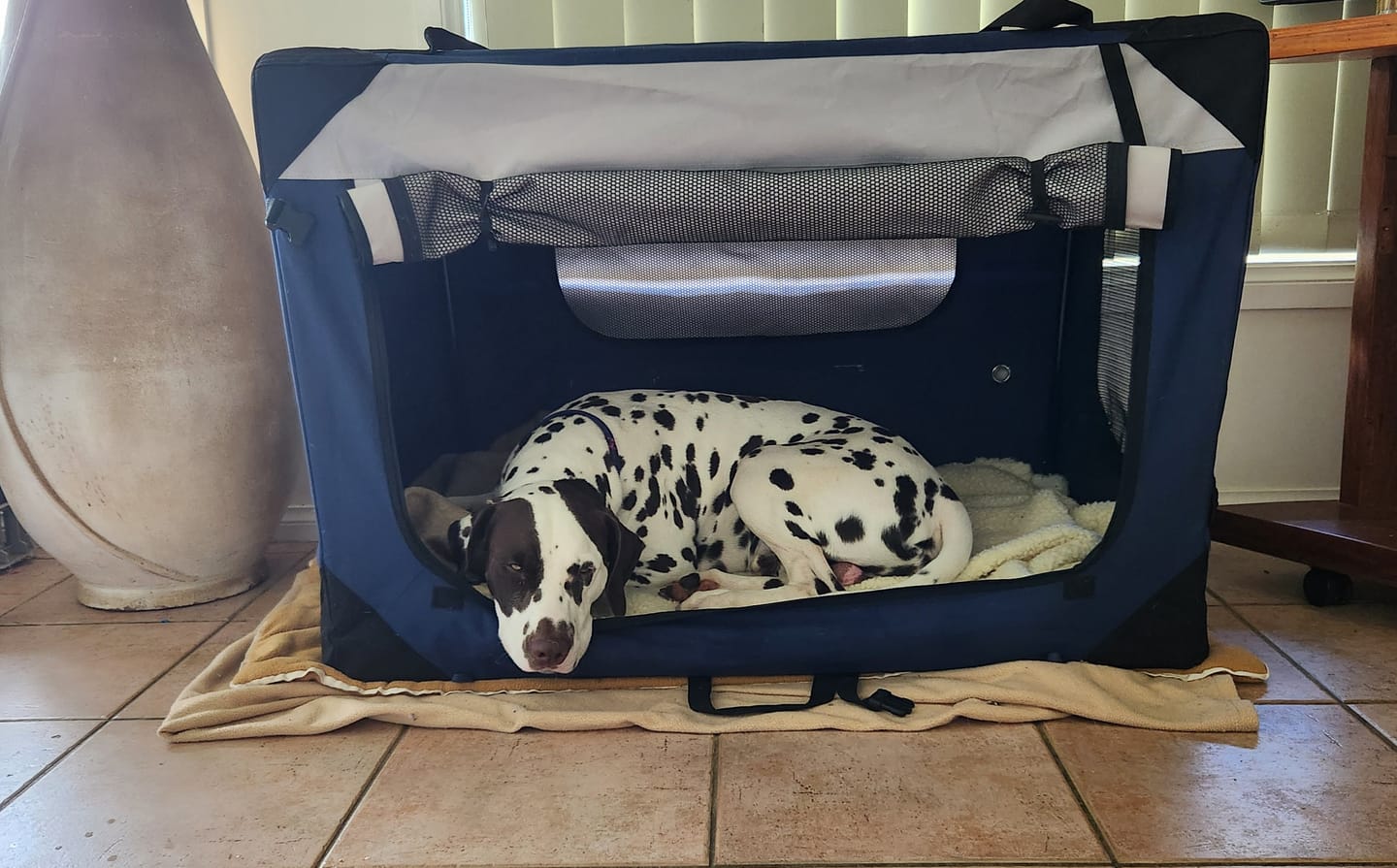 Customer photo review of Pawz Pet Carrier