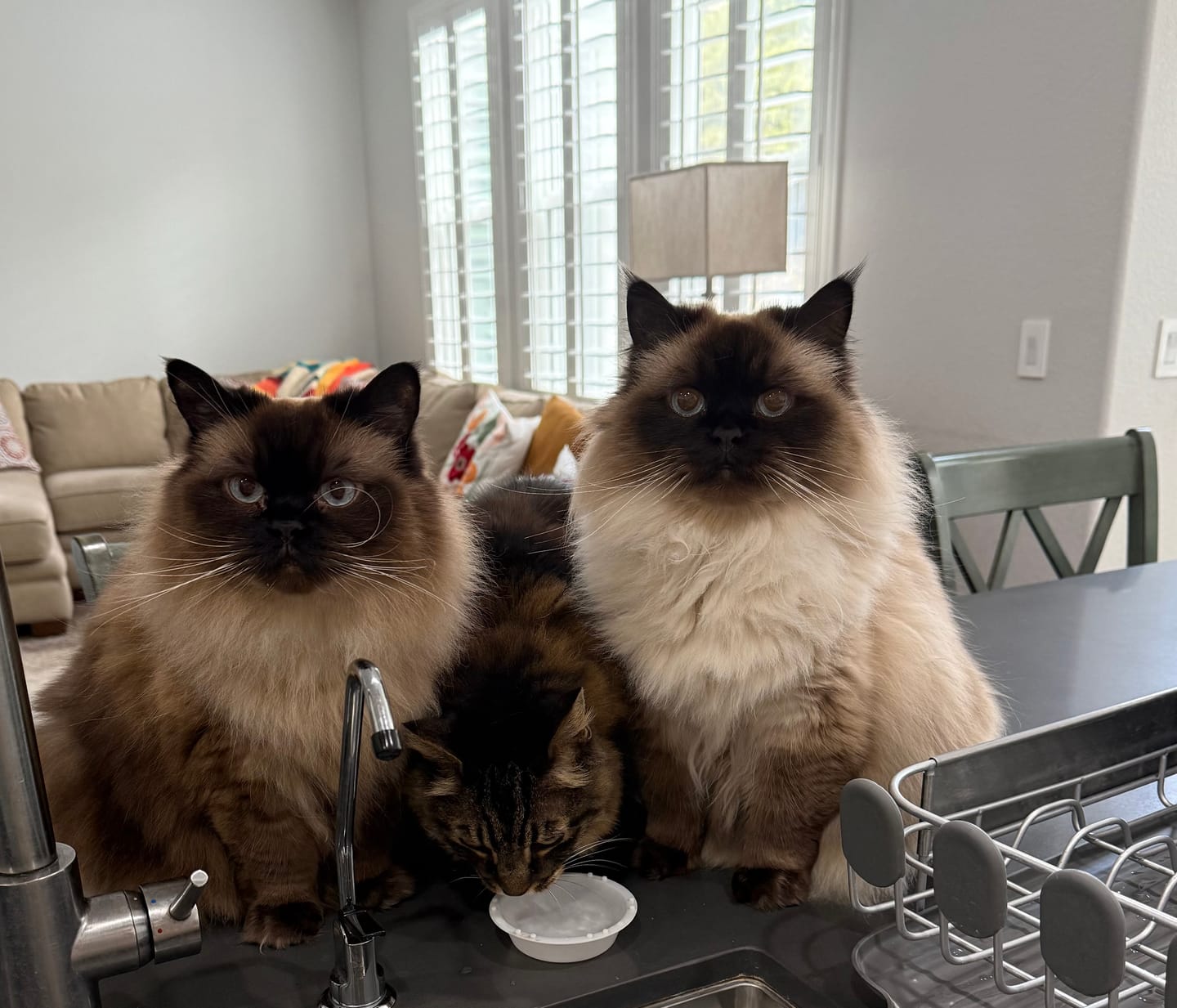 Customer photo review of Royal Canin Veterinary Diet - Urinary SO + Hydrolyzed Protein Dry Cat Food