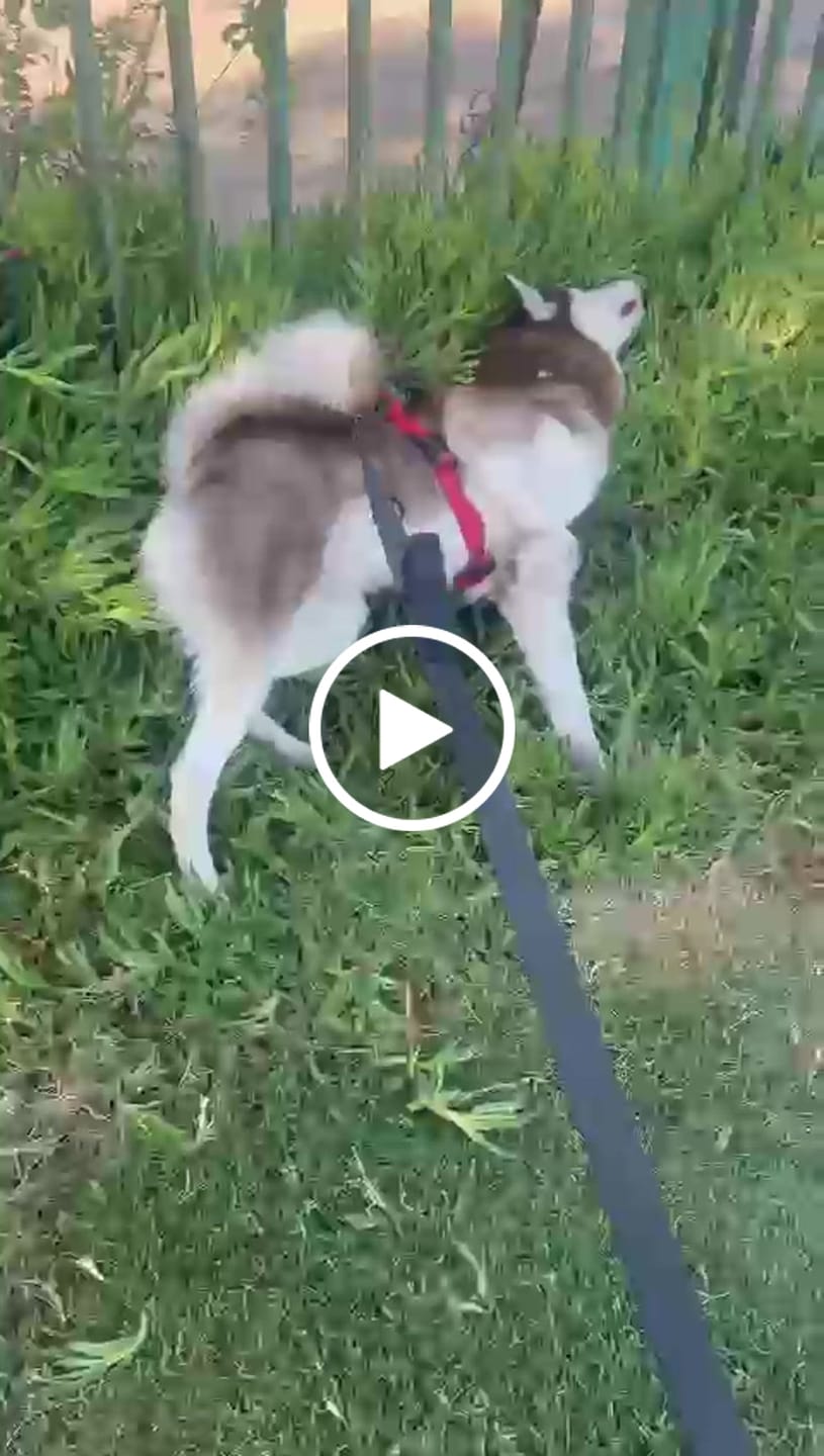 Customer video review of Correa Multienganche para Perros  | PVC | 3 mts | Black