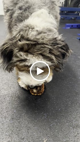 Customer video review of Smoked Beef Marrow Bone