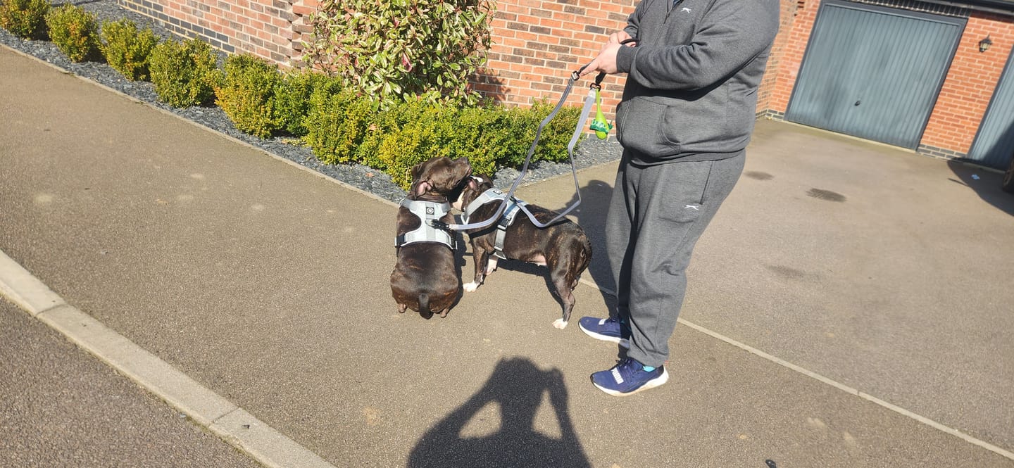 Customer photo review of Comfort Premium Harness | Non Restrictive - Metal Grey