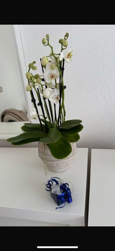 Customer photo review of Große Two of Us Weiß mit weißen Blüten und 7 Rispen