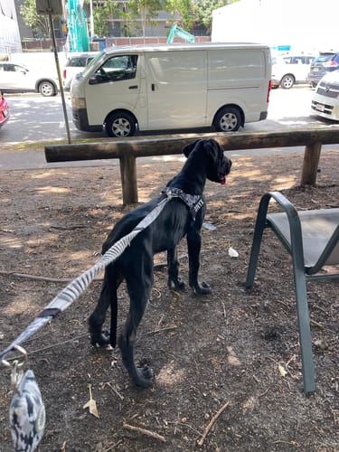 Customer photo review of Walk Essentials