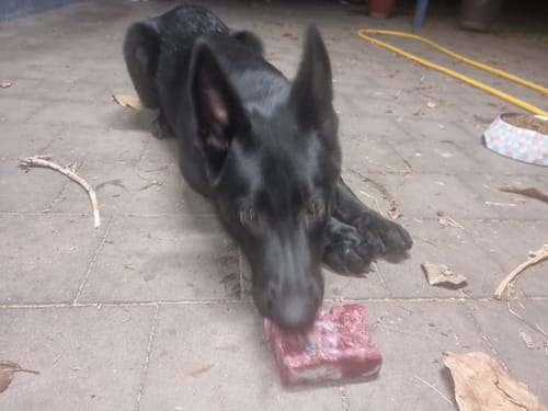 Customer photo review of BEEF SARDINE VEG OFFAL