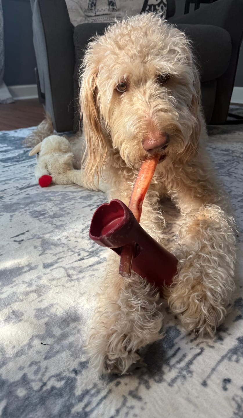 Customer photo review of Bully Stick Safety Holder