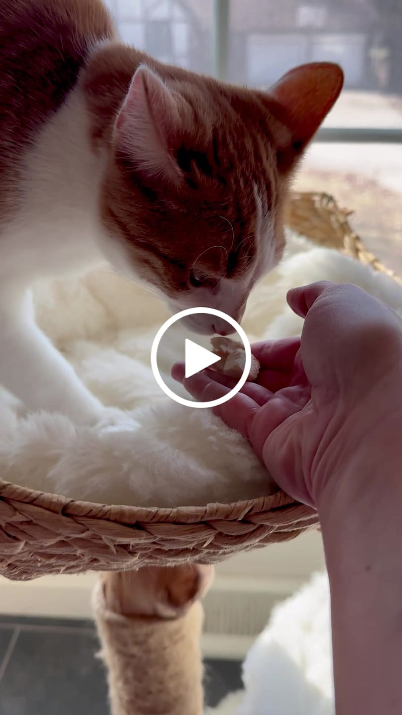 Customer video review of Freeze Dried Chicken Treats