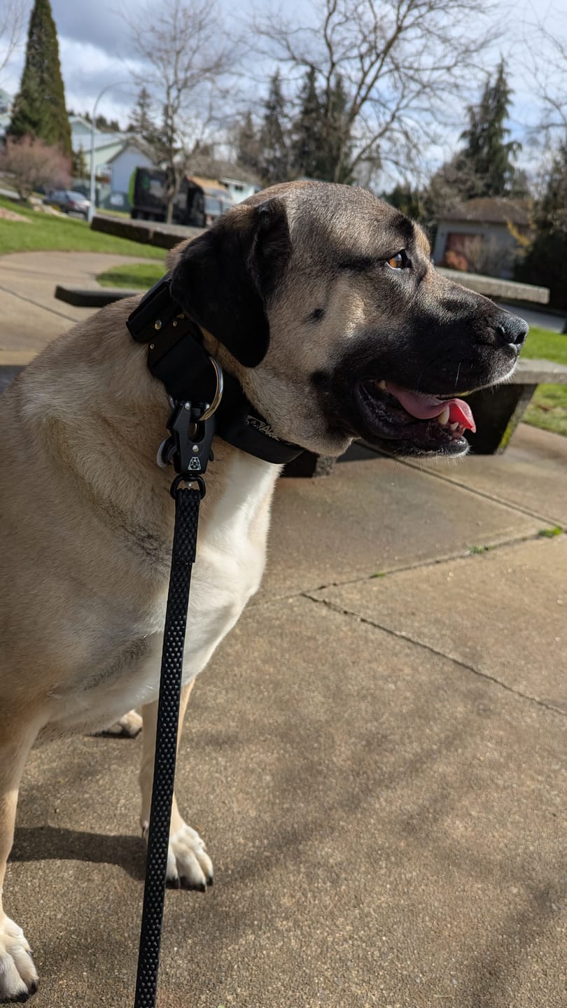 Customer photo review of 2" Tactik Dog Collar - Black