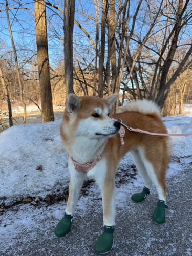 Customer photo review of WagWellies® by wagwear