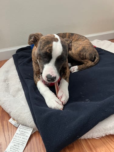 Customer photo review of 6" Thin Bully Stick