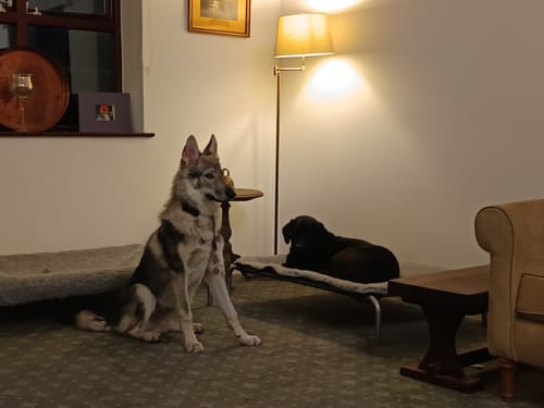 Jessica P. review of HiK9 Bed with Olive Mesh Cover image 1 out of 2