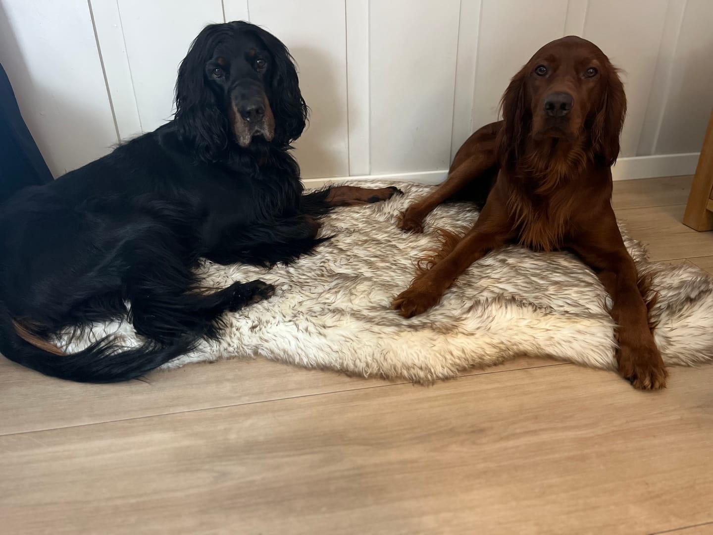 Customer photo review of ComfyRug Original - Hundeseng med premium memory foam