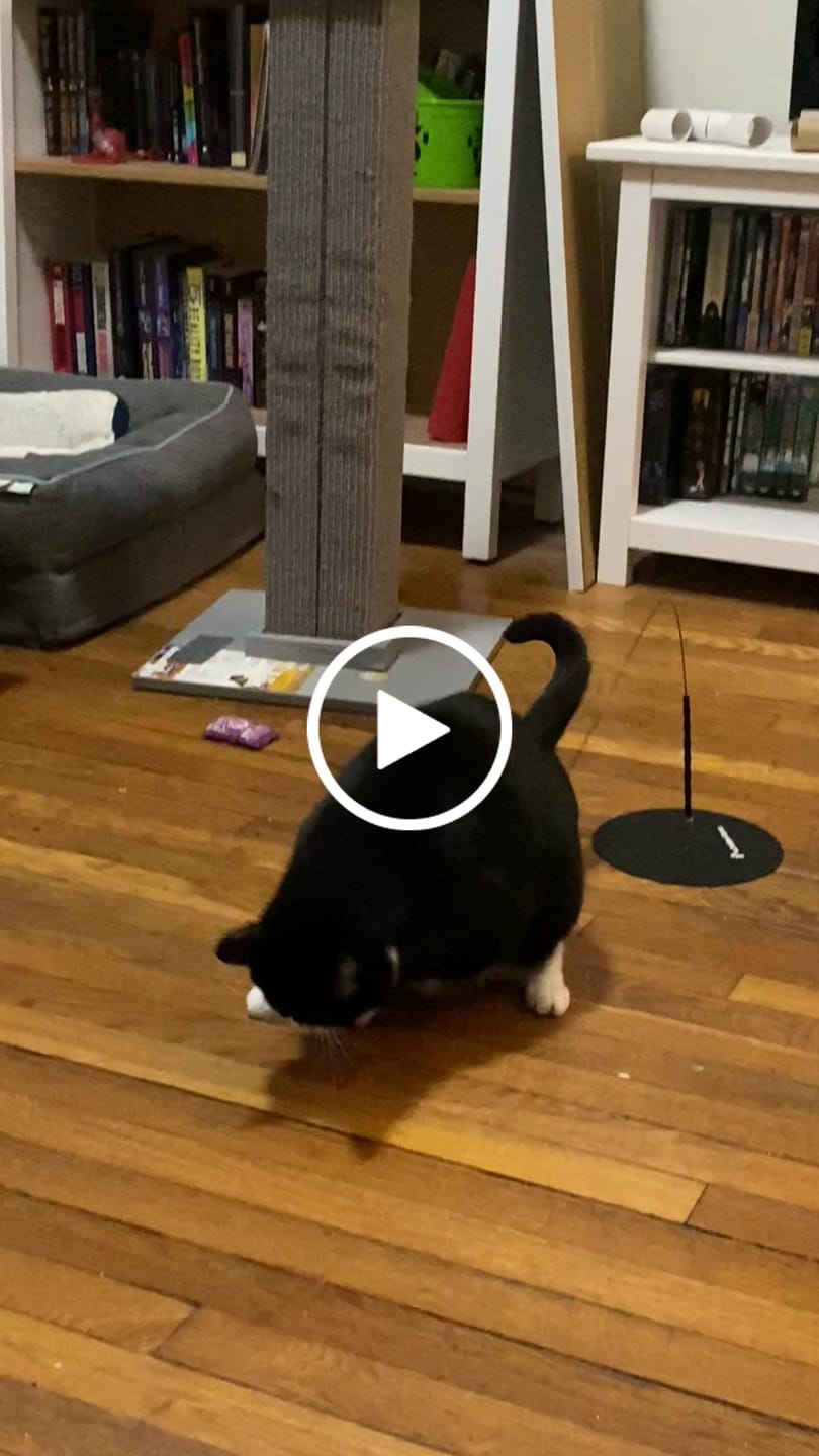 Customer video review of Interactive Bird Simulation Cat Toy Hybrid Bundle
