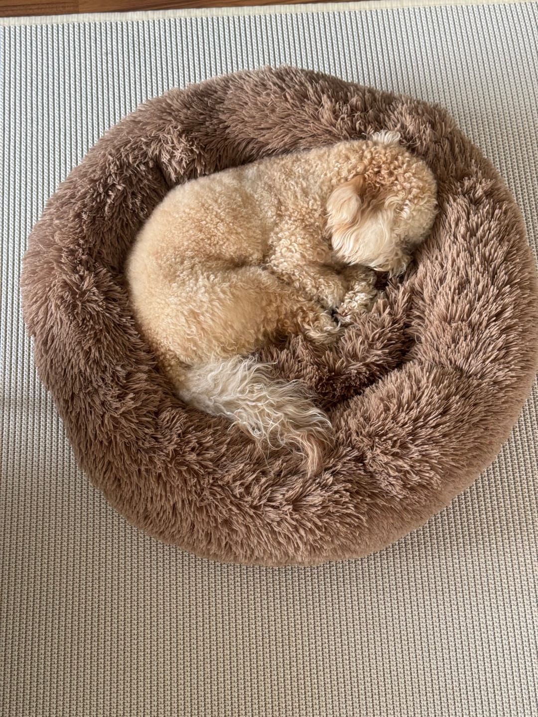 Customer photo review of Mellowpurr Huzurlu Paws Yatağı | Süper Yumuşak