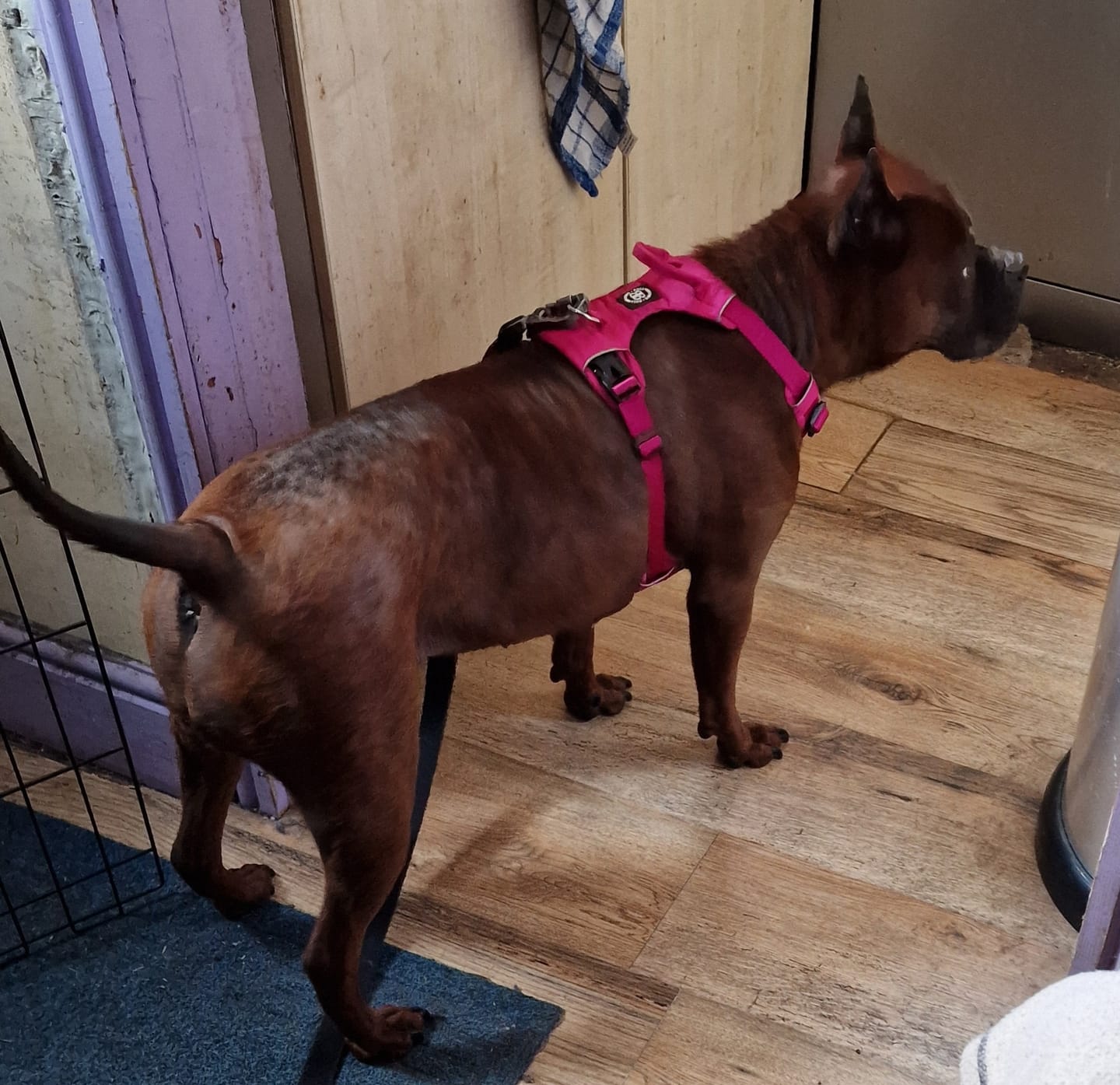 Customer photo review of Air Harness | Anti-Pull & With Handle - Carminerose