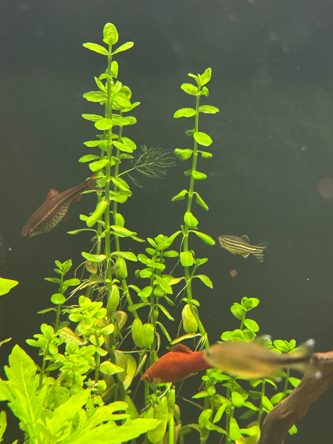 Customer photo review of Bacopa Monnieri 'Moneywort'