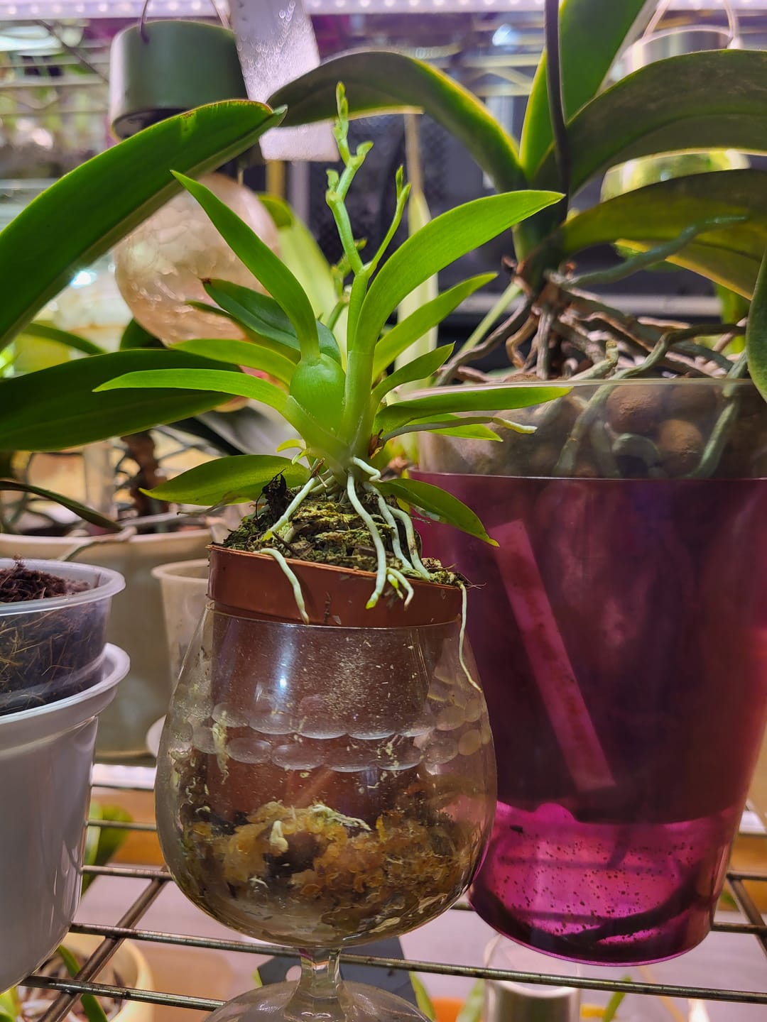 Customer photo review of Mini-Duft-Orchidee Cyrtochilum meirax mit gelben Blüten und 1+ Rispen