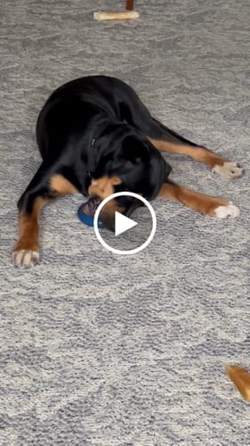 Customer video review of Freez Doughnut - Super Durable Treat Toy