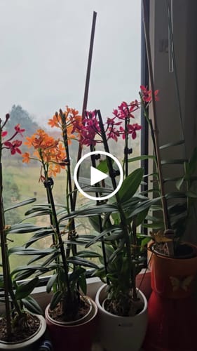 Customer video review of Epidendrum Nordic Fire Dauerblüher mit roten Blüten und 1+ Rispen
