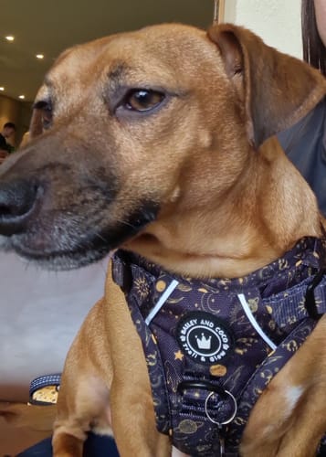 Customer photo review of Trail & Glow® Dog Harness - Celestial