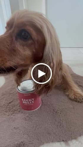 Customer video review of Lucky Belly