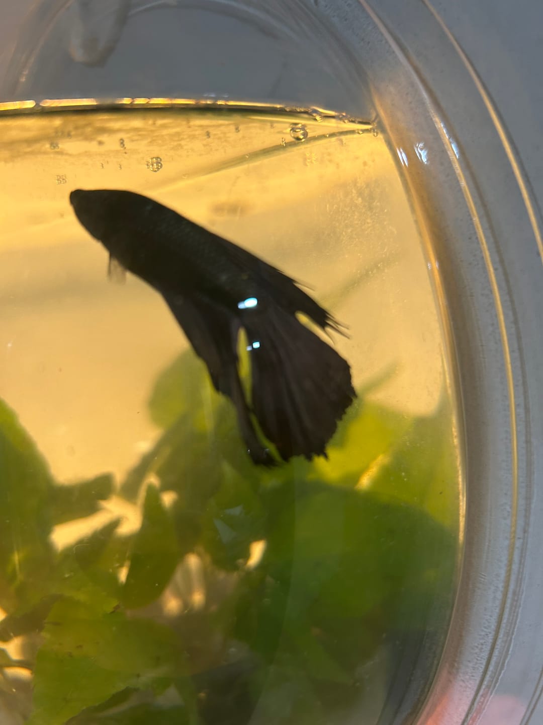 Customer photo review of Copper Steel Halfmoon Male Betta Fish