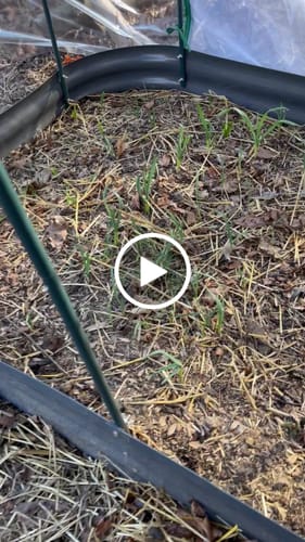 Customer video review of Montana Zemo Hardneck Garlic - USDA Certified Organic