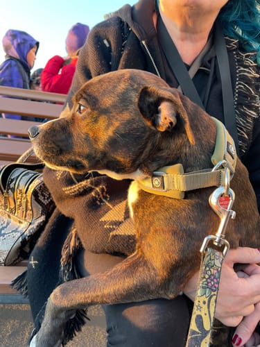 Customer photo review of 3cm Slip on Collar | Foam Padded - Khaki