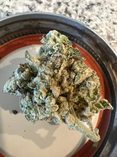 Customer photo review of Sativa Diva