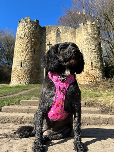 undefined review of Tough Trails™ Harness - Candypop image 1 out of 3