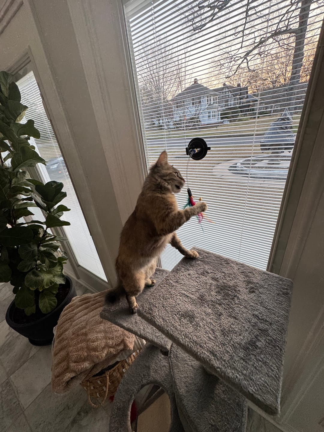 Customer photo review of Simulated Bird Wand Cat Toy