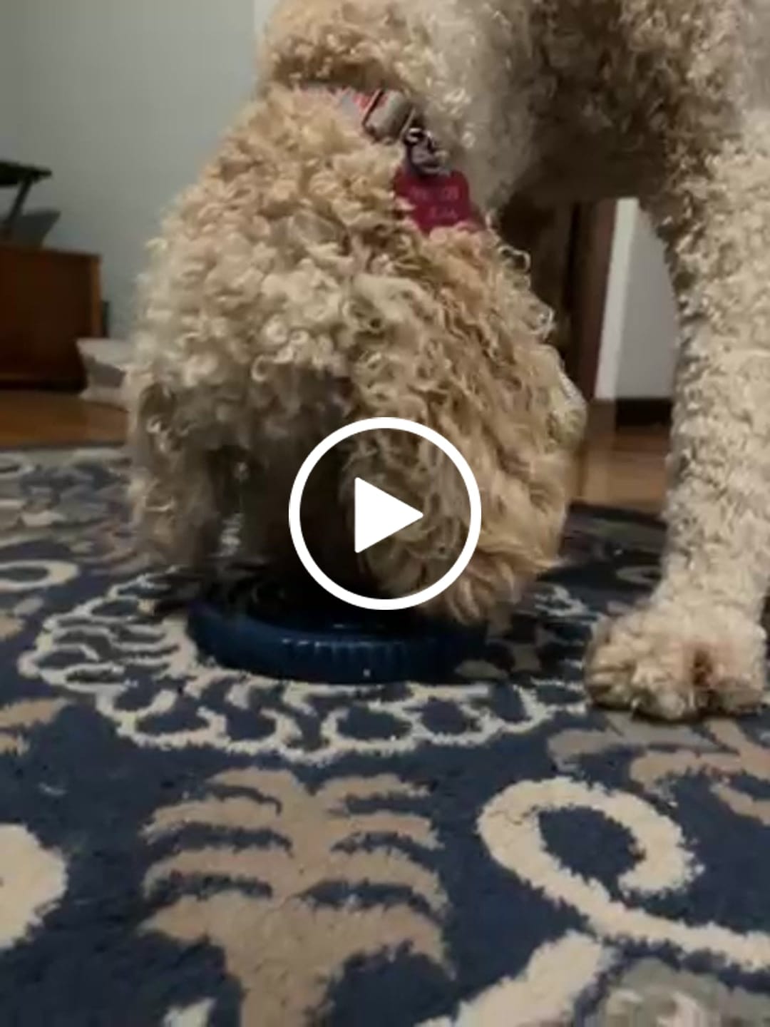 Customer video review of FreezSwirl - Durable Stimulation Toy